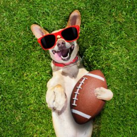 chien allongé sur terrain de rugby avec lunettes et ballon de rugby